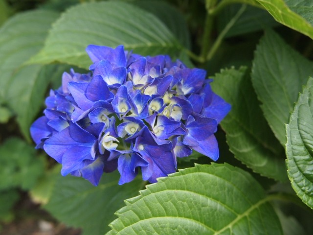 c0117239_92383.jpg