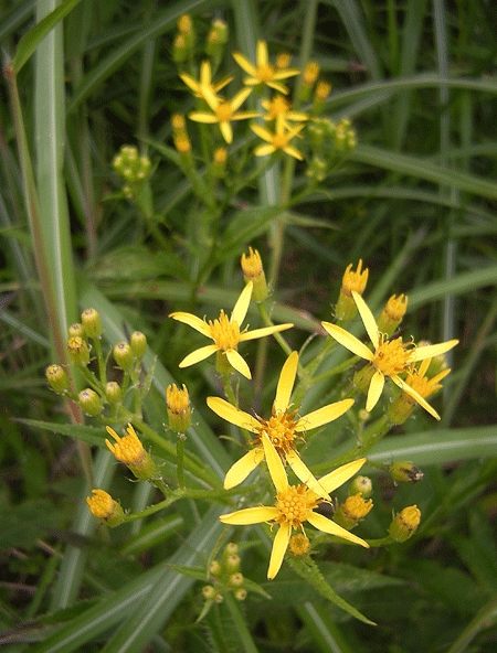 a0001354_22524139.gif
