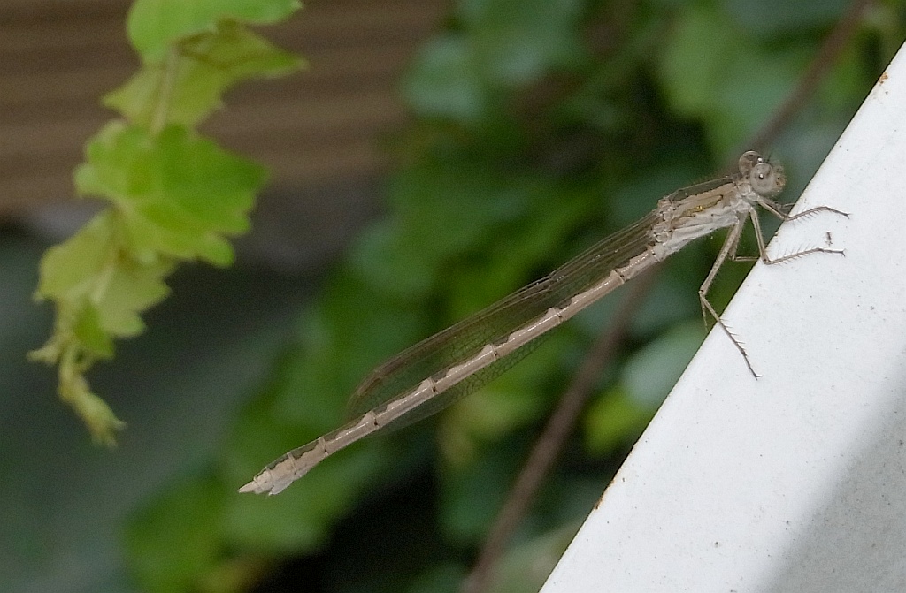 b0070071_8352189.jpg