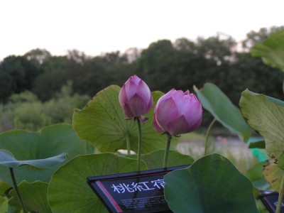 c0112172_23444132.jpg