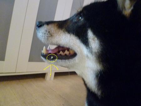 c0123890_21182468.jpg
