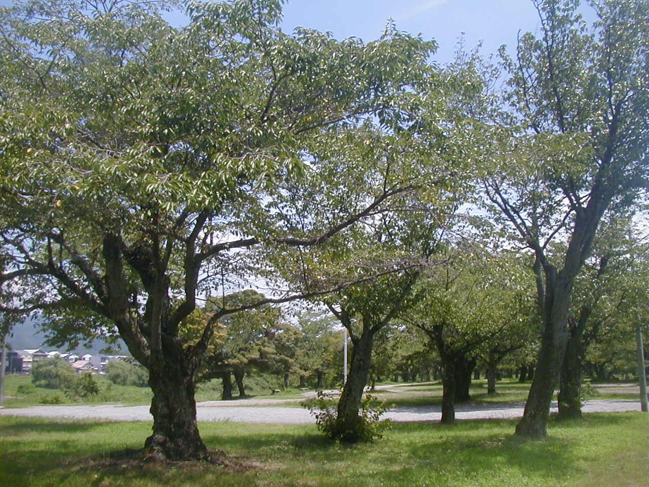 d0053294_23371890.jpg