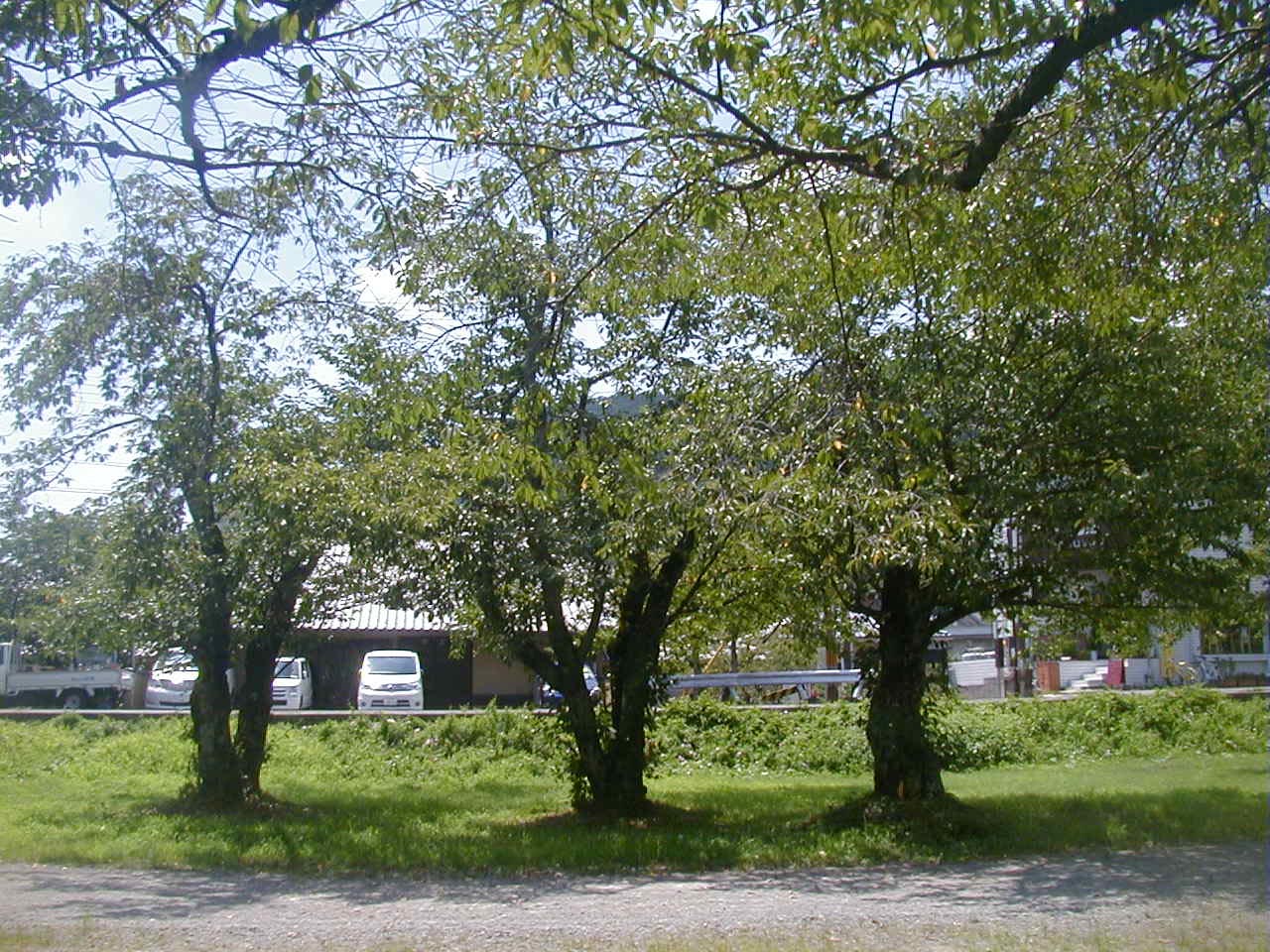 d0053294_23373731.jpg