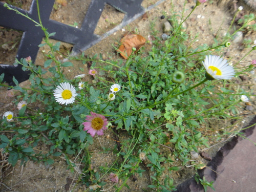 c0105306_220366.jpg