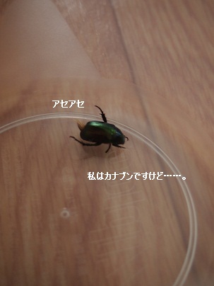 c0134727_22294142.jpg