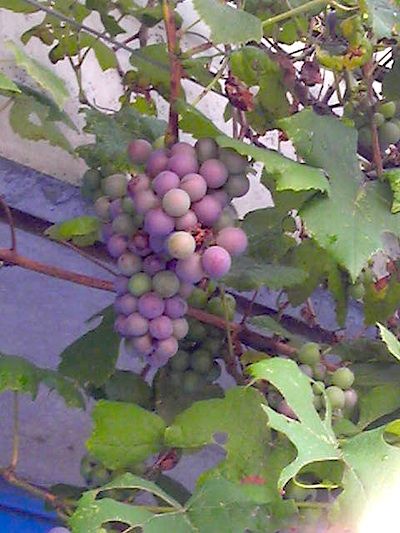 b0027736_2011959.jpg