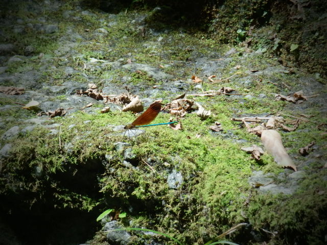 f0214351_1139821.jpg