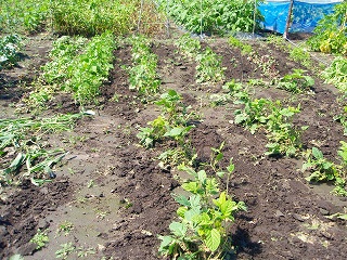 e0004756_2020013.jpg