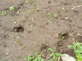 e0004756_2045995.jpg