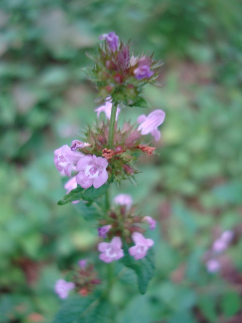 f0198556_2124099.jpg