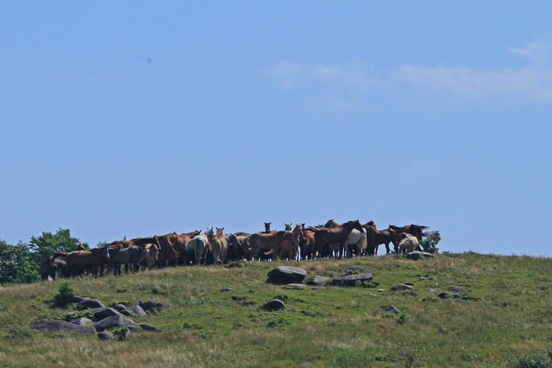 c0104227_103043.jpg