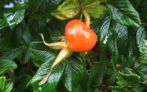 c0051132_2130363.jpg