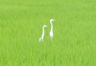 e0172950_21201019.jpg