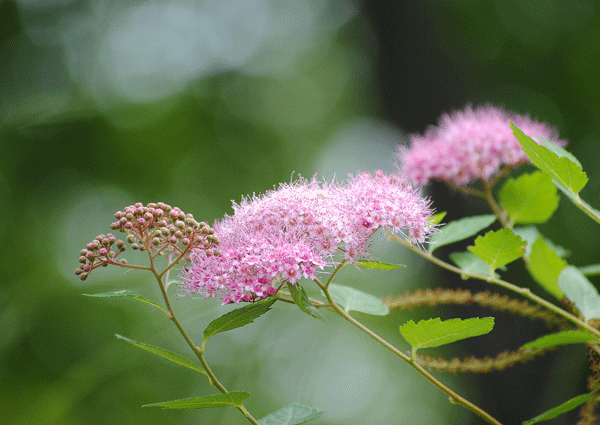 a0001354_22401657.gif
