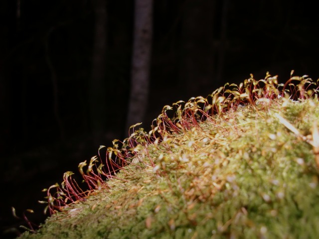 d0010065_20134394.jpg