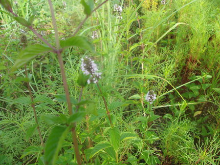 c0228378_104112100.jpg