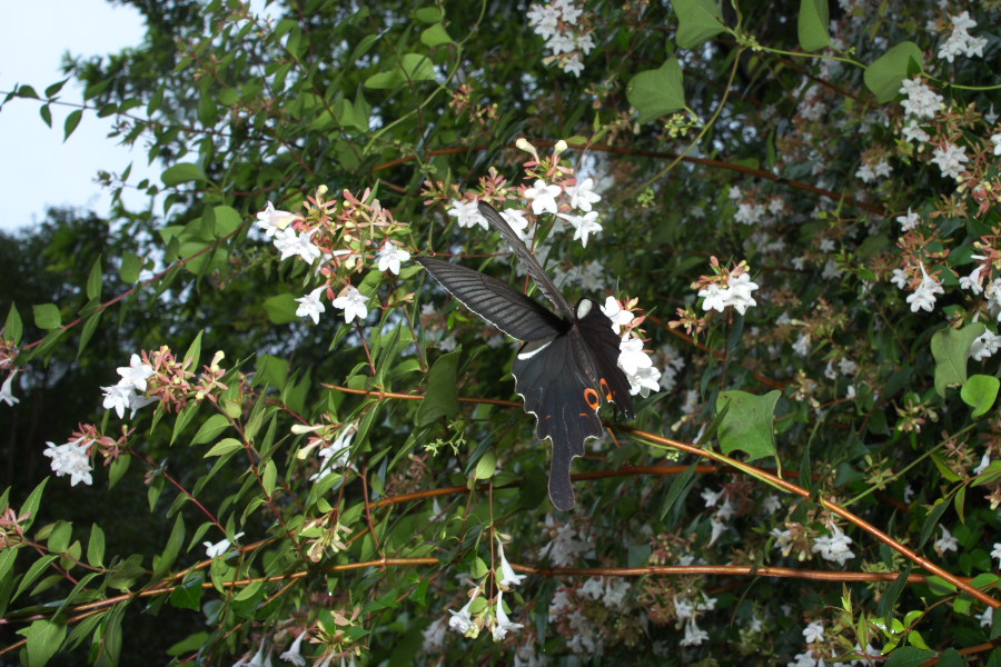 f0090680_2219462.jpg