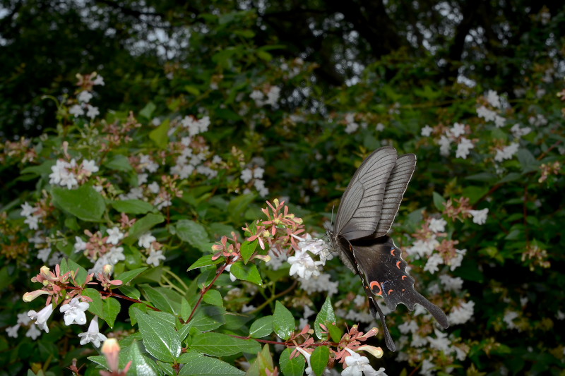 f0090680_2220216.jpg