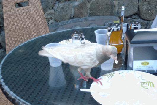 e0157816_1273680.gif