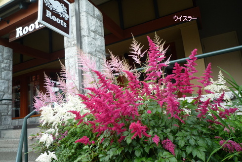 a0249051_14533768.jpg