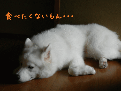 a0269552_1084916.gif