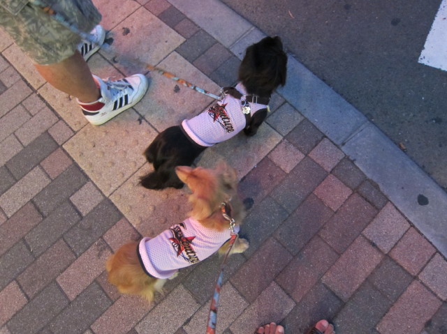 d0098295_0314874.jpg