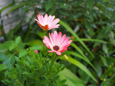 c0117007_23121148.jpg