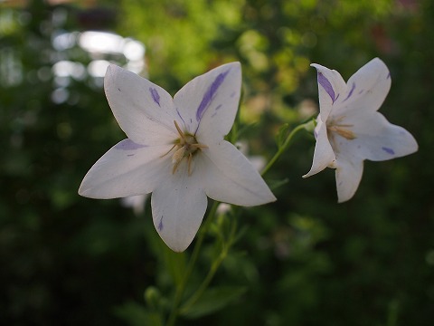 c0117007_23125018.jpg