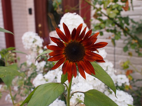 c0117007_23135439.jpg