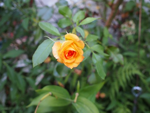 c0117007_23151773.jpg