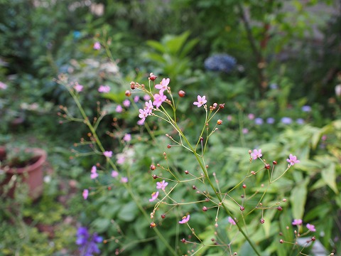 c0117007_231664.jpg