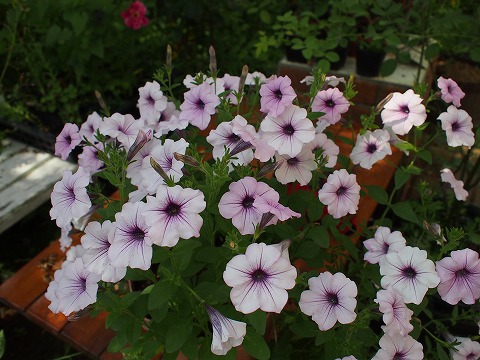 c0117007_23173767.jpg