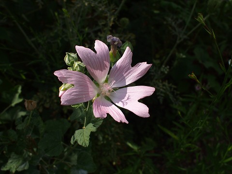 c0117007_231830100.jpg