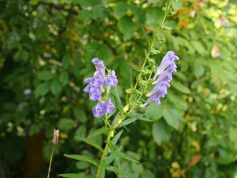 c0117007_2318535.jpg