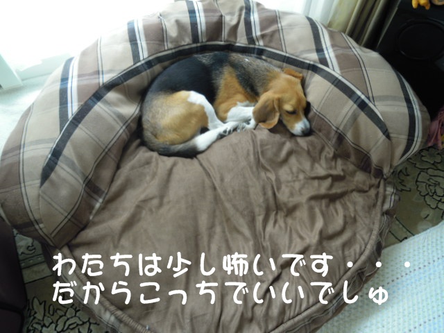 c0166622_11454179.jpg