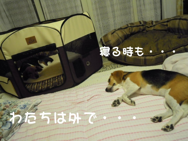 c0166622_11461657.jpg