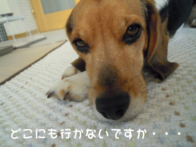c0166622_1227890.jpg
