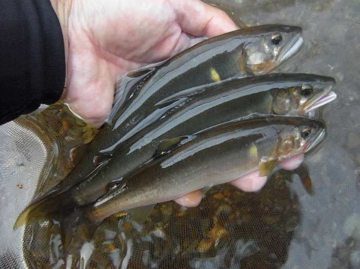 f0103126_22371961.jpg
