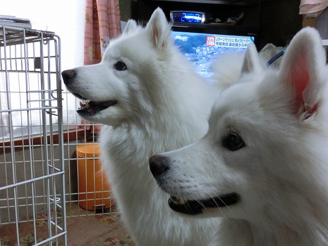 e0196135_10321732.jpg