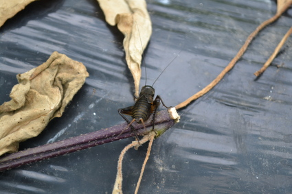 e0228938_1713119.jpg