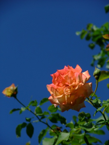 e0045768_22114314.jpg