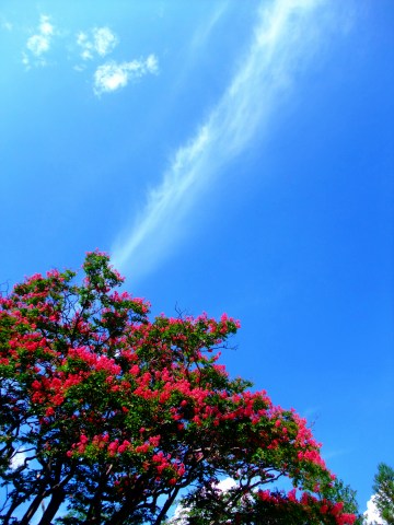 e0045768_2213595.jpg