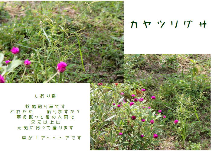 f0003174_10305090.jpg