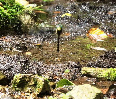 b0108186_16534573.gif