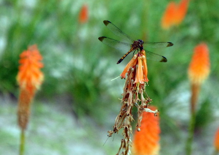c0148705_831333.jpg