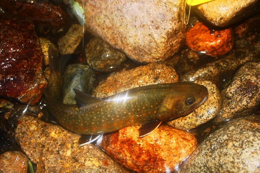 e0123808_22254017.jpg