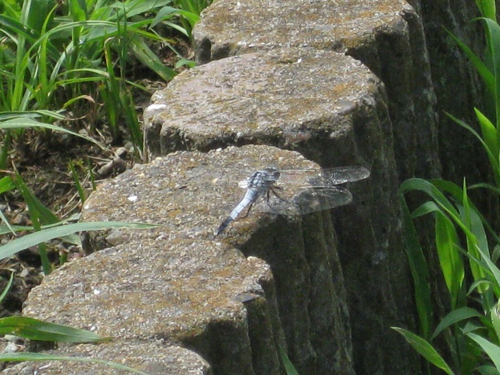 f0179209_14574077.jpg