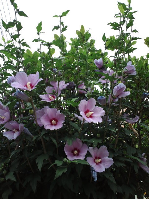 c0117239_8353610.jpg
