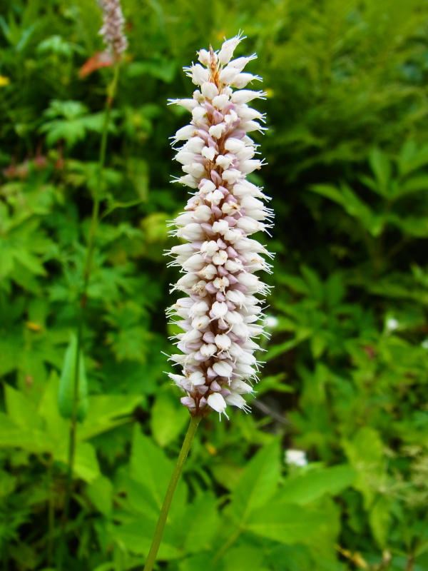 b0190242_20215218.jpg