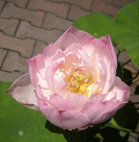 a0001354_20273514.gif